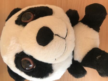 16.03 DZIEŃ PANDY WIELKIEJ