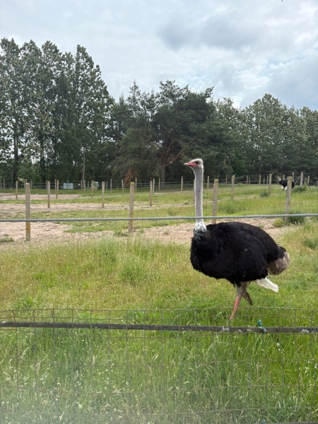 WYCIECZKA NA FARMĘ STRUSI DO KNIEWA