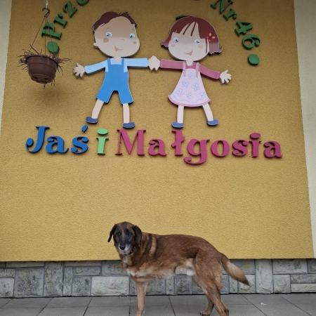 Pies Wektor gościem w przedszkolu